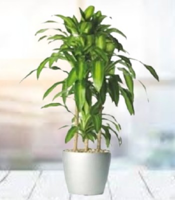 Green Plants - Indoor Plant