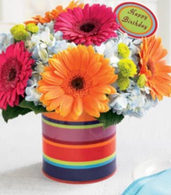 Birthday Flowers - Mix Gerberas in Pot