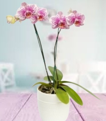 Pink Phalainopsis Orchid in Terracotta Pot
