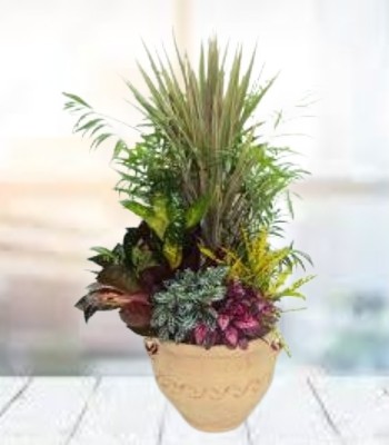 Green Indoor Plants in Ceramic Pot
