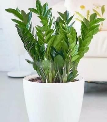Zamioculcas Plant In A Pot