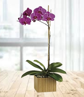 Purple Phalaenopsis Orchid Plant