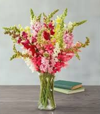 Snapdragon Flower Bouquet