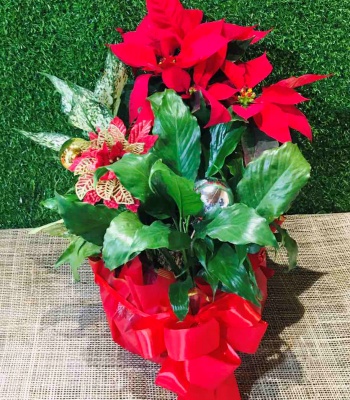 Christmas Plant Gift Basket