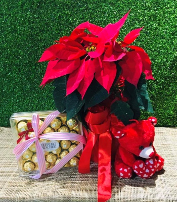 Christmas Poinsettia Plant With Ferrero Rocher & Teddy Bear