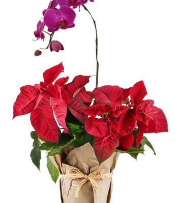 Christmas Purple Orchid & Poinsettia Plant