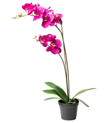 Dendrobium Orchid Plant