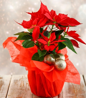 Festive Holiday Poinsettia Plant