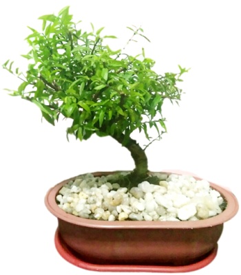Ficus Nana Species Bonsai Plant