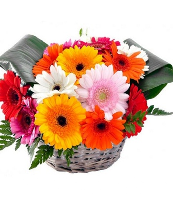 Gerbera Flowers Basket