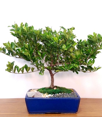 Juniper Bonsai Plant