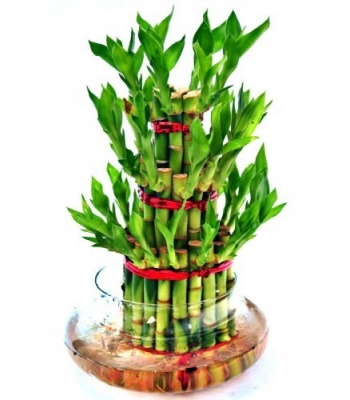 Lucky Bamboo Plant Gift