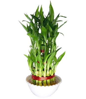 Lucky Bamboo Plant