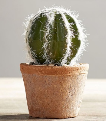 Mini Cactus