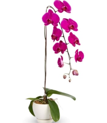 Moth Orchid Flower Plant