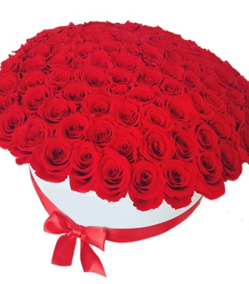 Passionate Red Roses