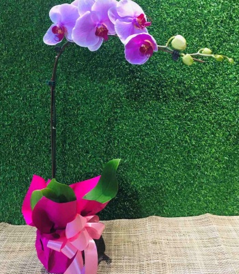 Purple Orchid Plant In A Pot