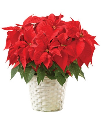 Red Poinsettia Christmas Plant