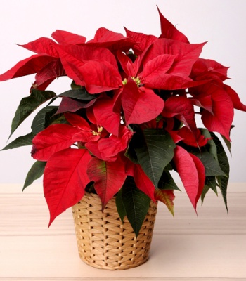 Red Poinsettia Plant