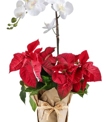 Single White Orchid With Poinsettia Plants