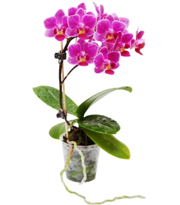Violet Butterfly Orchid Plant
