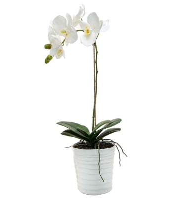 White Orchid Plant