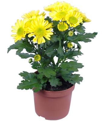 Yellow Daisy Plant In Pot
