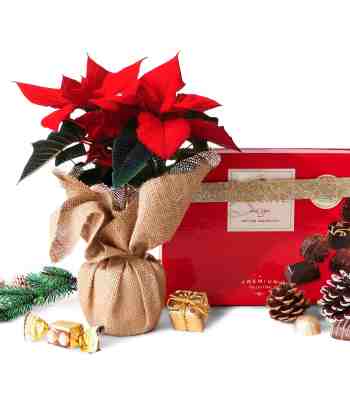 Christmas Poinsettia Plant & Chocolate Gift