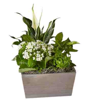 Sympathy Plant Basket