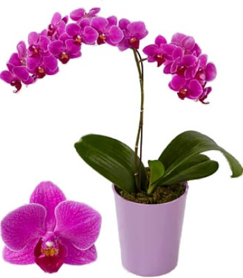 Purple Orchid Plant
