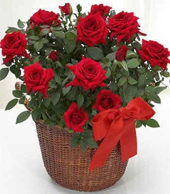 Red Rose Basket