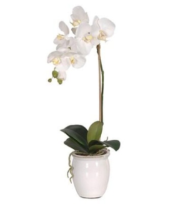 White Orchid Plant