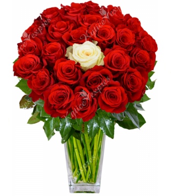 Red and White Roses