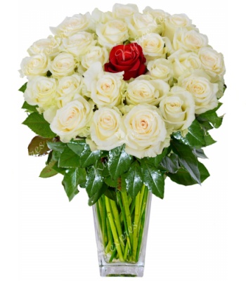 White and Red Roses