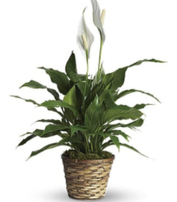 Peace lily Plant