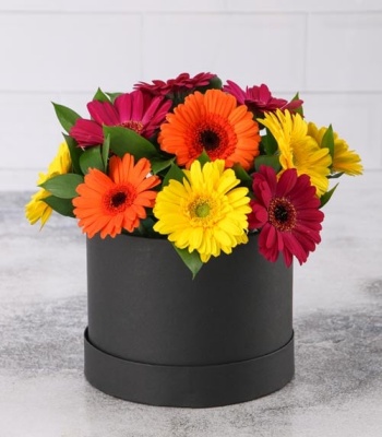 Assorted Gerberas in Hatbox