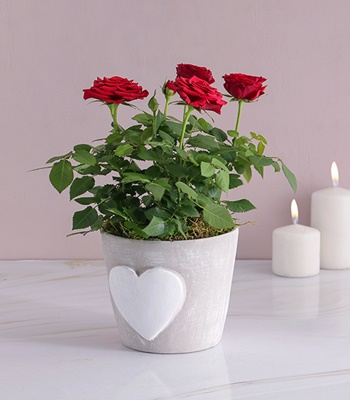 Valentine's Day Love Red Roses in Heart Design Pot