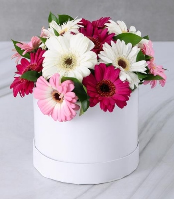 Mixed Gerberas in Hat Box
