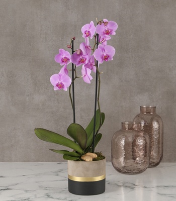 Purple Orchid Plant
