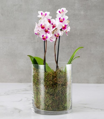 Purple Phalaenopsis Orchid Plant