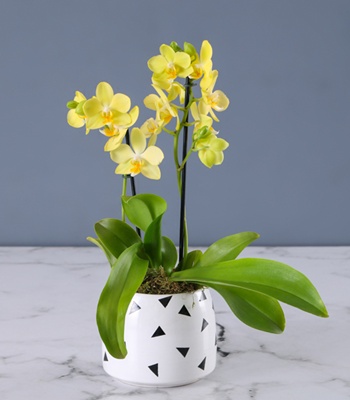 Yellow Orchid Plant in Pot