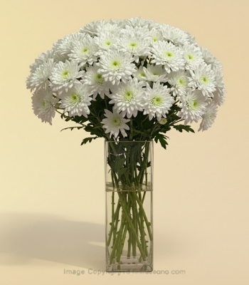 Fresh White Chrysanthemum Flowers