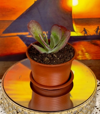 Kalanchoe Thyrsioflora