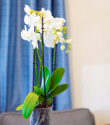 Orchid Plant