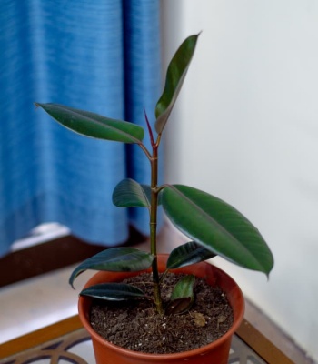 Rubber Plant