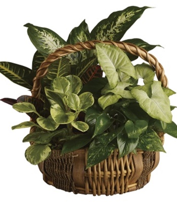 Assorted Potted Houseplants In Gift Basket