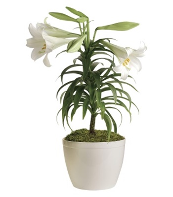 Easter White Lily Plant