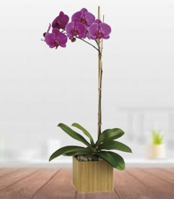 Purple Phalaenopsis Orchid Plant in Bamboo Container