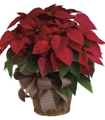 Large Red Poinsettia Plant