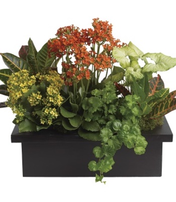 Thank You Assorted Plants in Dark Vase